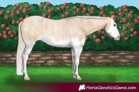 Horse Color:Silver Buckskin Roan Splash 