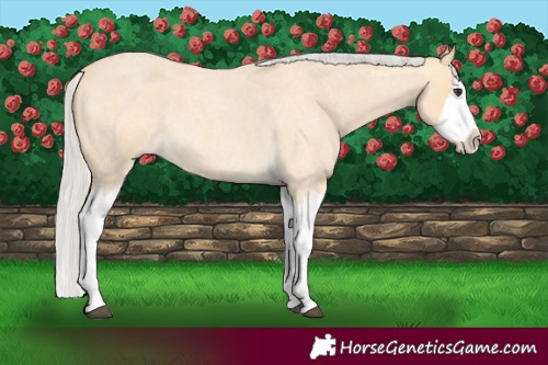 Horse Color:Silver Buckskin Roan Splash 