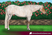 Horse Color:Chocolate Palomino Roan 