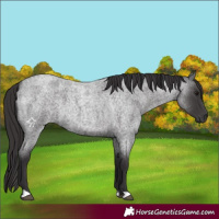 Horse Color:Smoky Blue Roan 