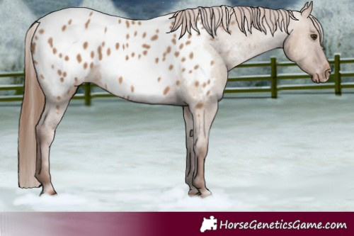 Horse Color:Red Dun Blanket