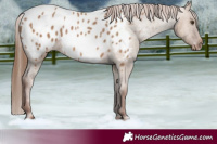 Horse Color:Red Dun Blanket 