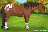 Horse Color:Bay Tobiano Appaloosa Rabicano 