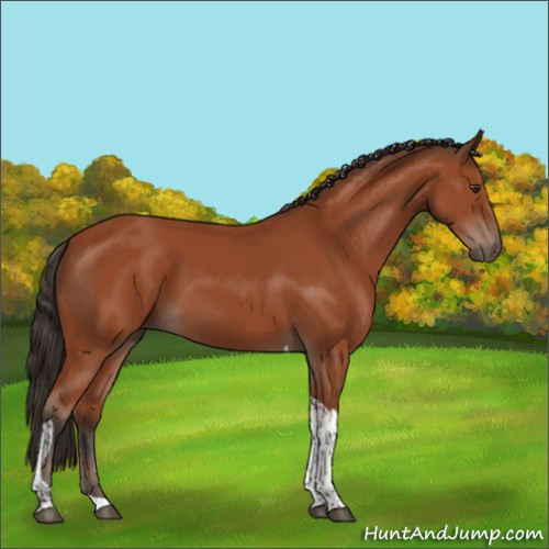Horse Color:Bay Tobiano Rabicano 