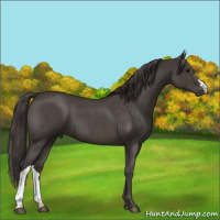 Horse Color:Smoky Blue Roan 