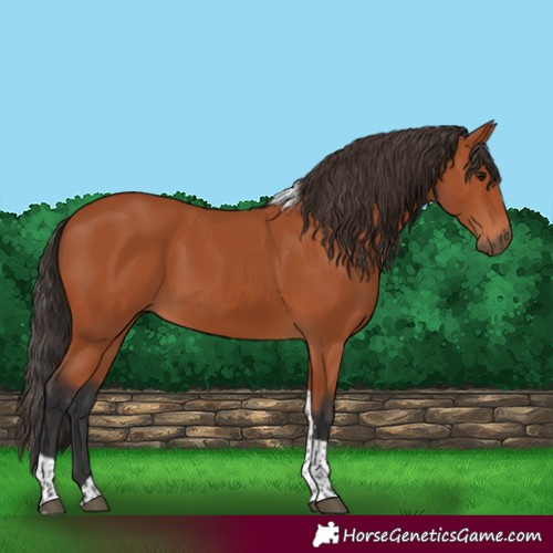 Horse Color:Bay Tobiano Rabicano 