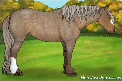 Horse Color:Chocolate Palomino Roan
