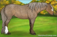 Horse Color:Chocolate Palomino Roan 