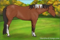 Horse Color:Bay Tobiano Rabicano