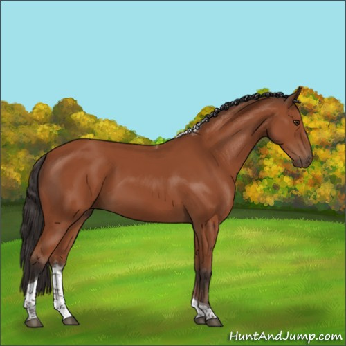 Horse Color:Bay Tobiano Rabicano 