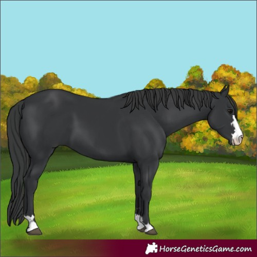 Horse Color:Black 