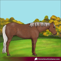 Horse Color:Silver Black