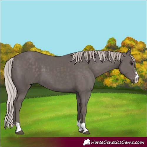 Horse Color:Silver Black 