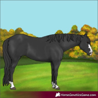Horse Color:Black 