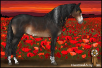 Horse Color:Gray Brown Mushroom Sabino 