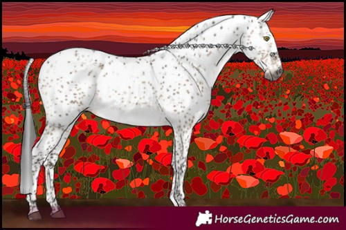 Horse Color:Gray Brown Dun Sabino Brindle 