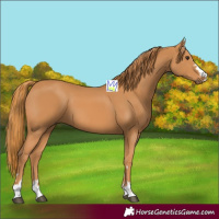 Horse Color:Chestnut 