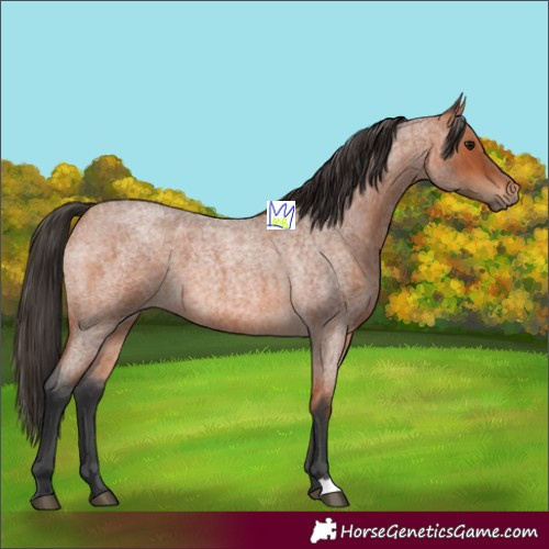 Horse Color:Bay Roan 