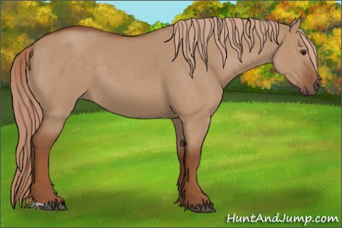 Horse Color:Red Dun 