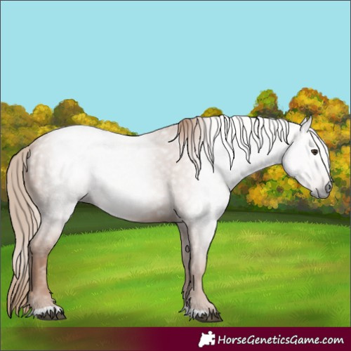 Horse Color:Gray Chestnut
