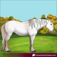Horse Color:Gray Chestnut 