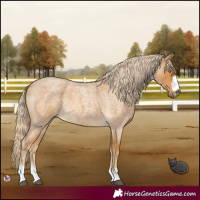 Horse Color:Palomino Roan 