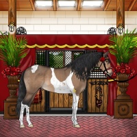 Horse Color:Brown Dun Tobiano 