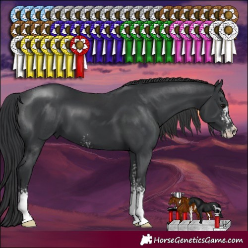 Horse Color:Black Sabino