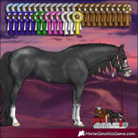 Horse Color:Black Sabino 