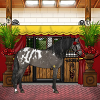 Horse Color:Gray Grullo Appaloosa 