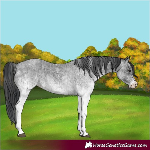 Horse Color:White Spotted Blue Roan Rabicano  and White Spotted Blue Roan Rabicano 
