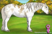 Horse Color:White Spotted Chocolate Palomino Dun Splash Rabicano Brindle