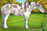 Horse Color:White Spotted Liver Red Dun Splash Brindle