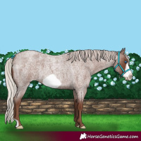 Horse Color:Silver Blue Roan Frame 