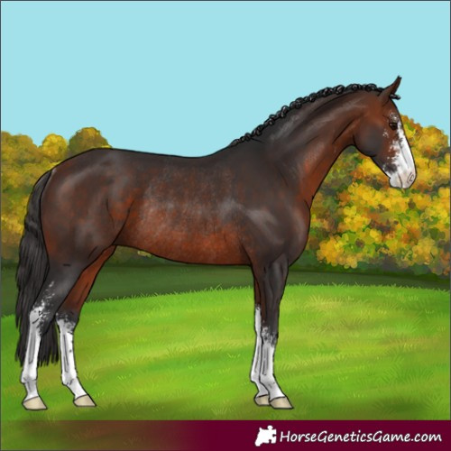 Horse Color:Bay Sabino Rabicano