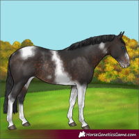 Horse Color:Brown Tobiano Frame Rabicano 