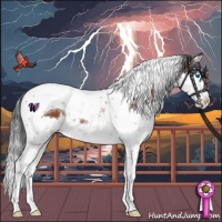 Horse Color:Brown Mushroom Splash Tobiano Appaloosa