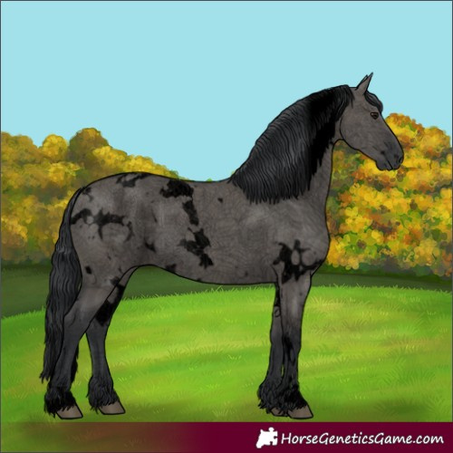 Horse Color:Void White Spotted Grullo 