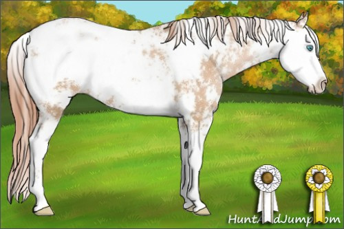 Horse Color:Buckskin Pearl Sabino 