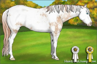 Horse Color:Buckskin Pearl Sabino 