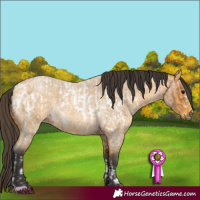 Horse Color:Bay Roan Sabino Near Leopard  and Buckskin Roan 