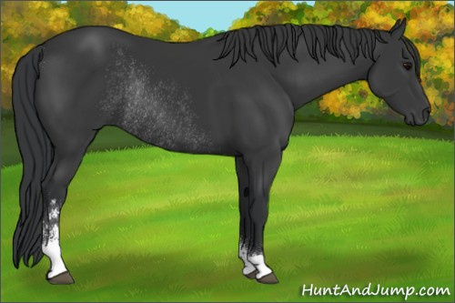 Horse Color:Black Sabino Rabicano 