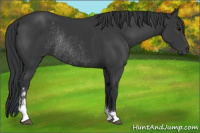 Horse Color:Black Sabino Rabicano 