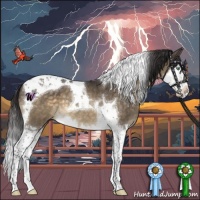 Horse Color:Buckskin Dun Mushroom Splash Tobiano 