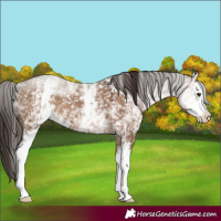 Horse Color:White Spotted Liver Red Dun Sabino 