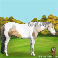 Horse Color:Buckskin Dun Sabino Tobiano