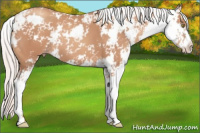 Horse Color:Silver Sable Champagne Sabino