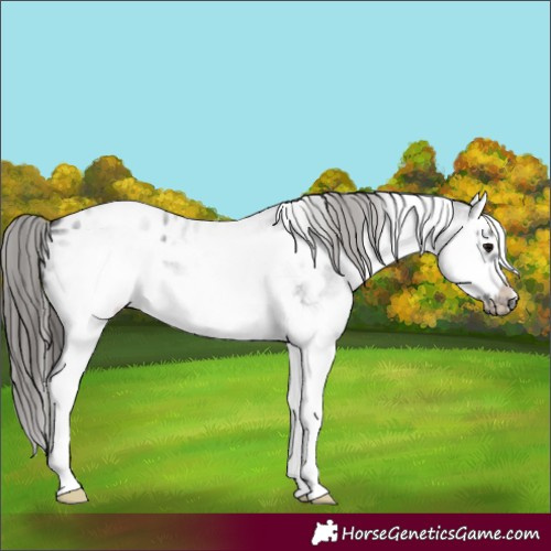 Horse Color:White Spotted Blue Roan Splash Frame Appaloosa 