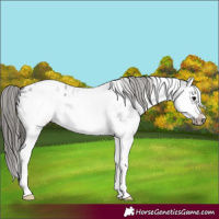 Horse Color:White Spotted Blue Roan Splash Frame Appaloosa 