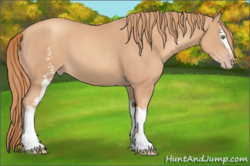 Horse Color:White Spotted Gold Champagne